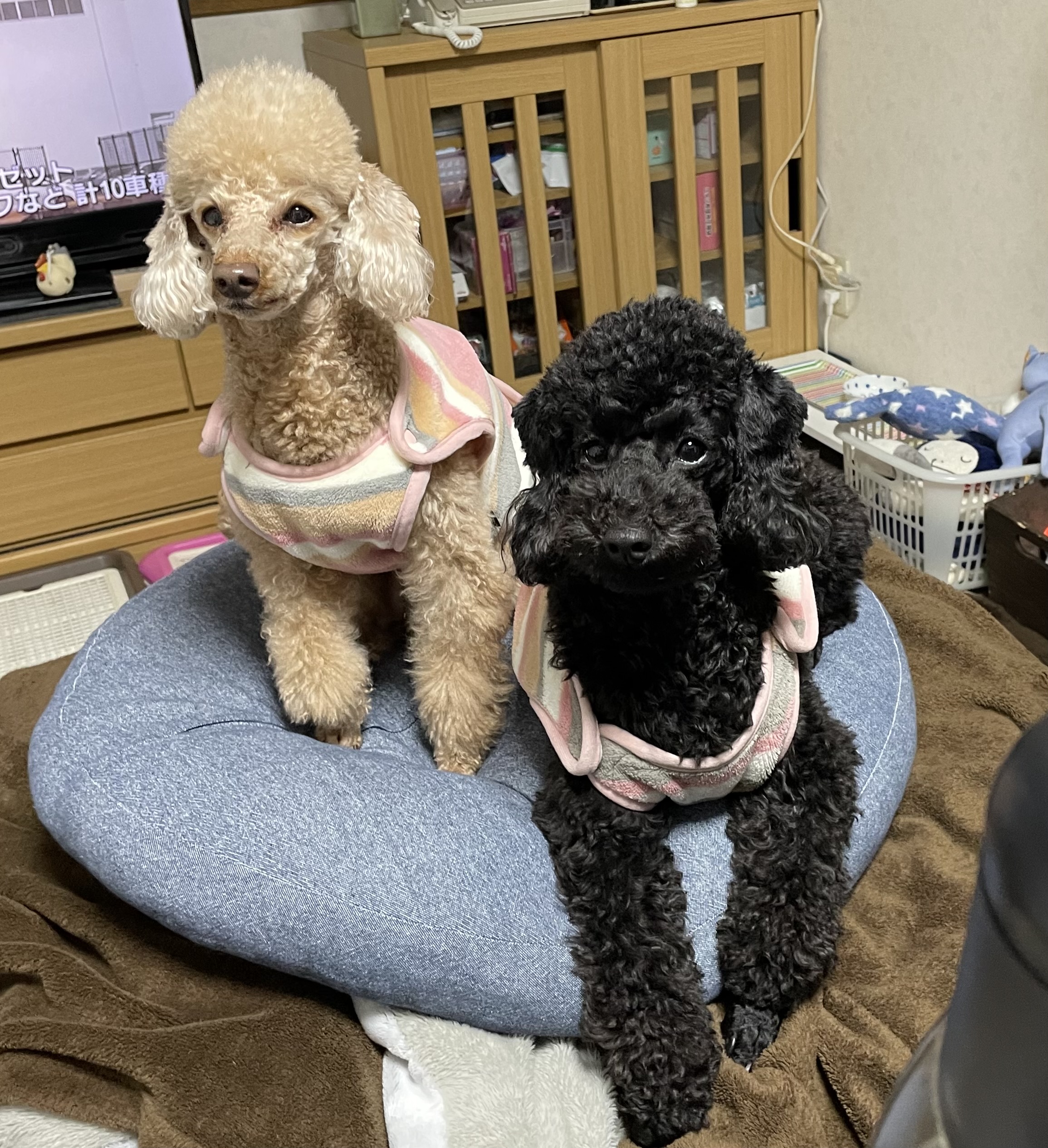 まめとひな
