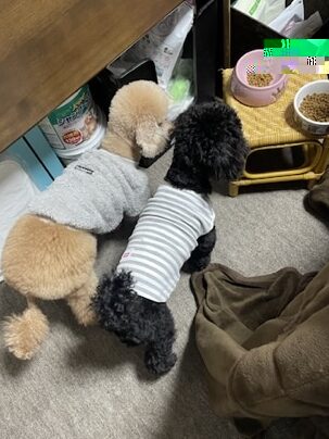 ひなとまめ、2匹で並んでごはんを食べる様子
