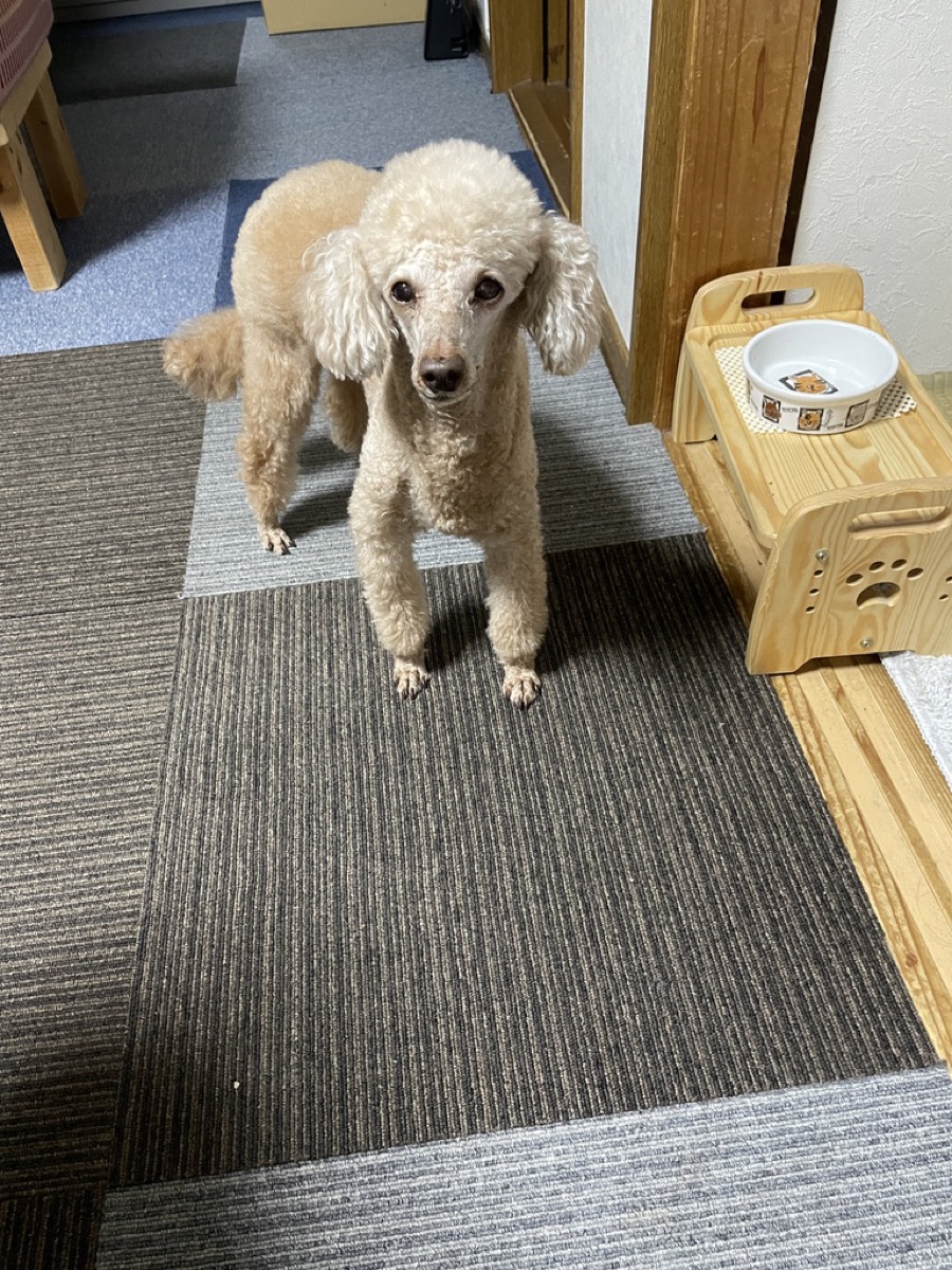 12歳になった今のひな。毛色は薄ベージュに