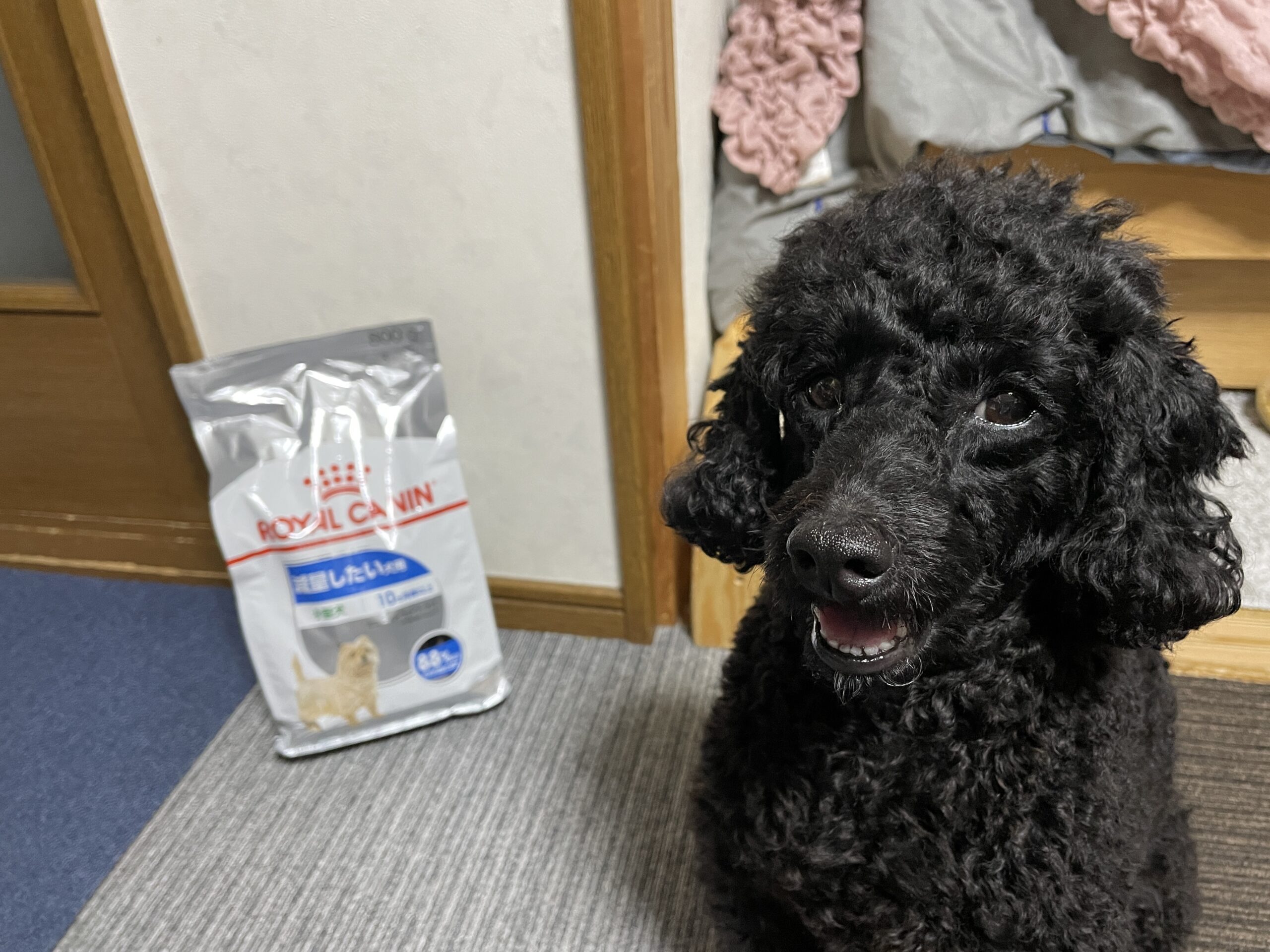 ロイヤルカナン 減量したい犬用の袋の横にすわる黒いトイプードルのまめ