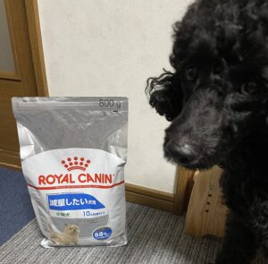 ロイヤルカナン 減量したい犬用 小型犬 800gのパッケージと、横から覗く黒いトイプードルのまめ