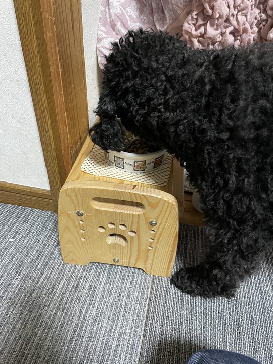 食器台でごはんを食べる黒いトイプードルのまめ