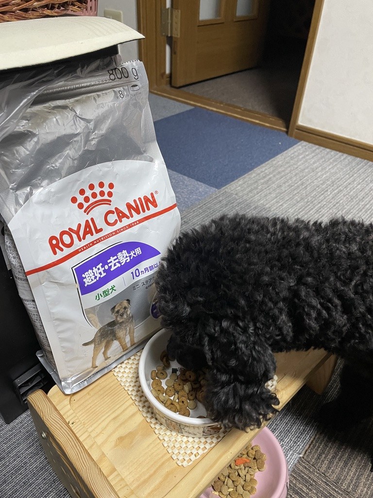 避妊・去勢犬用のロイヤルカナンを混ぜたごはんを食べる黒いトイプードルのまめ